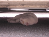c0081552_20371521.jpg