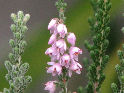 d0050472_8503295.jpg