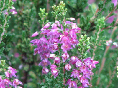 d0050472_8524498.jpg
