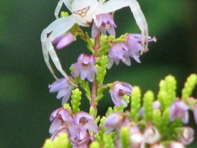 d0050472_8575487.jpg