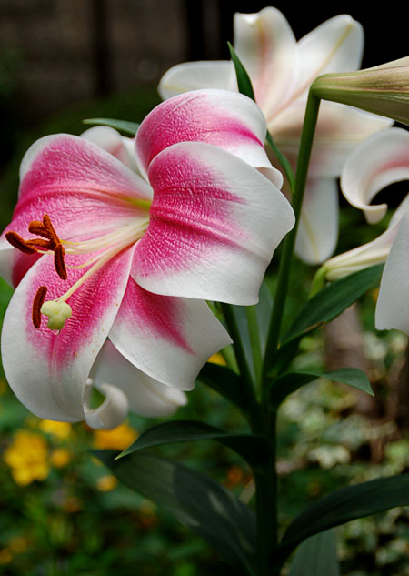c0009981_6153975.jpg