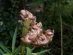 c0076204_1022725.jpg