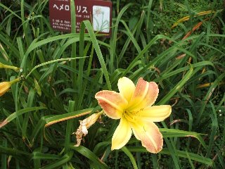b0052523_7151896.jpg