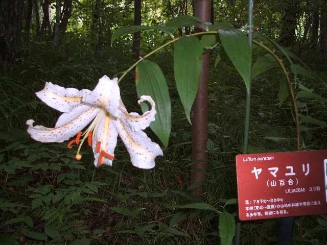b0052523_7154046.jpg