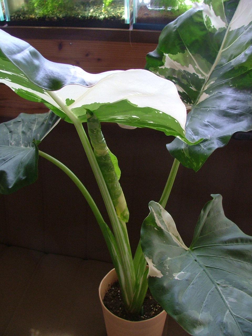 c0045227_23502251.jpg