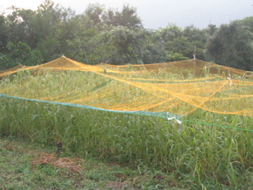 f0089352_2333594.jpg