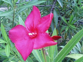 e0026017_230366.jpg