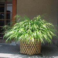 d0033734_1242476.jpg