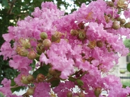 b0092475_21185511.jpg