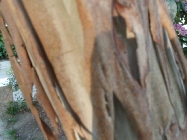 b0092475_21195311.jpg
