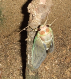 e0062509_23561595.jpg