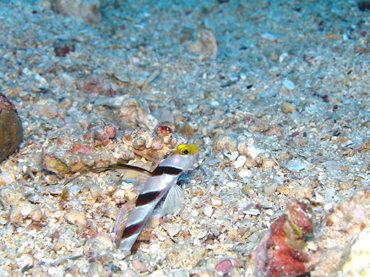 d0065247_134428.jpg