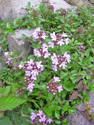 a0001354_19174424.jpg
