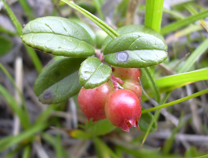 a0001354_19215697.jpg