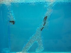 a0065062_1694687.jpg
