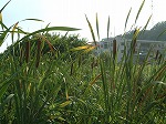 f0015381_3261771.jpg