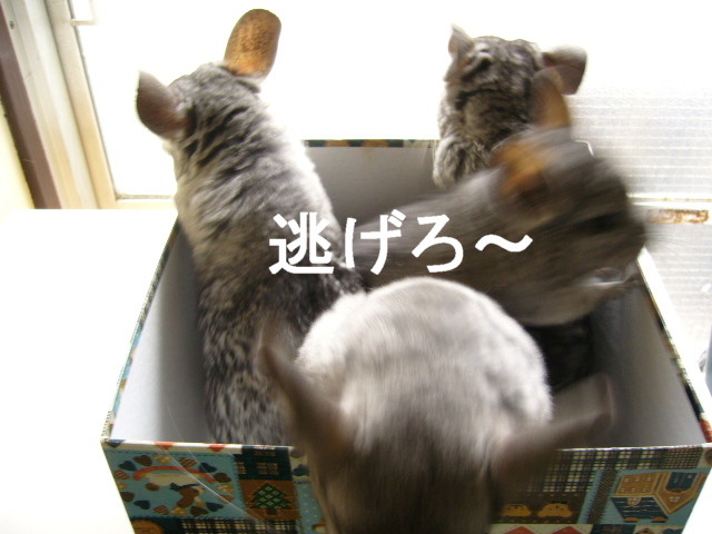 d0070702_22394486.jpg