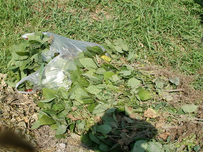 c0036203_192252100.jpg