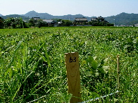 c0036203_21395373.jpg