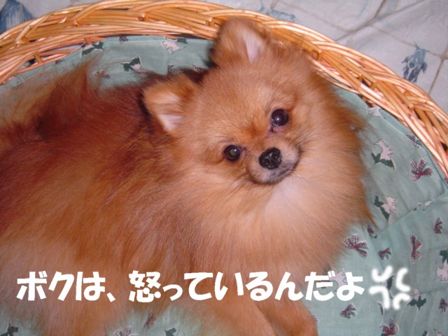 f0012924_4595292.jpg