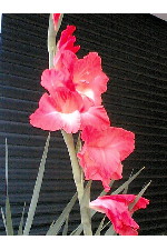 c0011446_012415.jpg