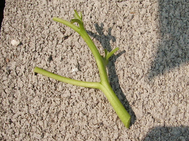 b0029648_21471763.jpg