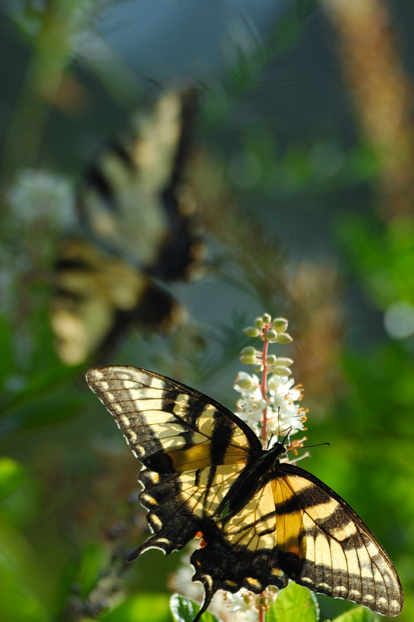 c0084666_8582442.jpg