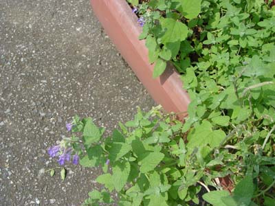 e0008586_22395299.jpg