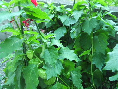 f0041606_2143622.jpg