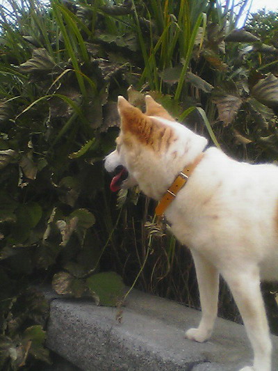 a0043512_0322632.jpg