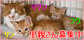 b0024945_3291333.gif