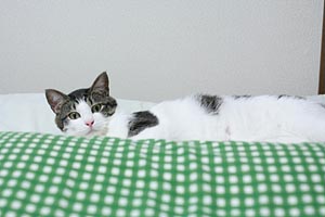 d0034352_20171429.jpg