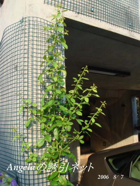 f0057006_1542546.jpg