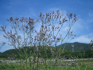 b0061107_23282339.jpg