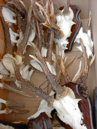 f0032969_1594113.jpg