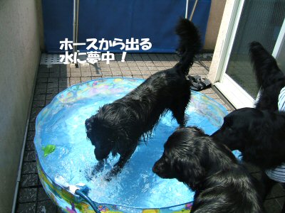 c0050400_1242686.jpg