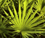 d0070361_1164556.gif