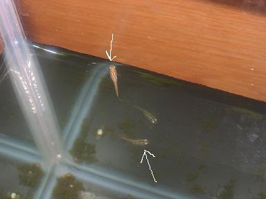 e0031568_1553615.jpg