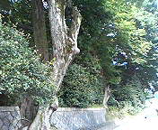 f0016981_3435337.jpg