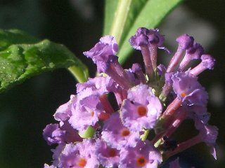 b0061107_804255.jpg