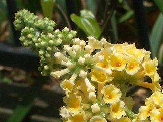 b0061107_872829.jpg