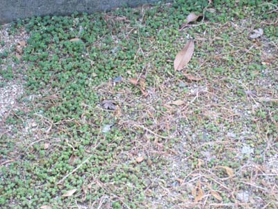 f0008935_1445174.jpg