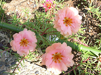 c0069048_6182029.jpg