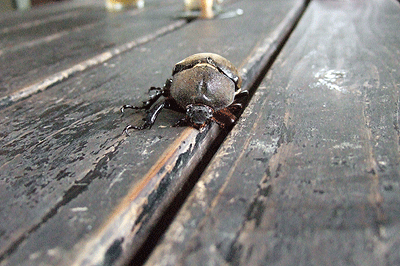 c0012571_17122093.gif