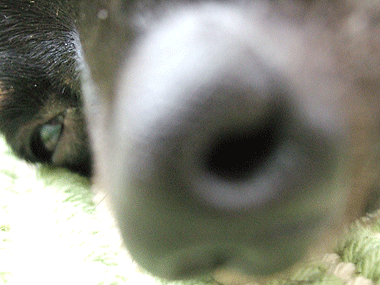 c0012571_17132395.gif