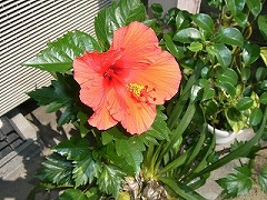 c0076204_929162.jpg