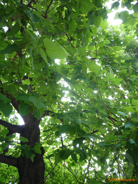 a0008105_21243531.jpg