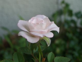 b0061107_23272354.jpg