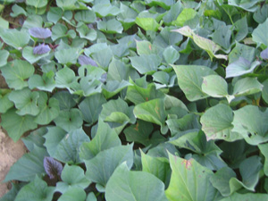 b0076710_13592787.jpg
