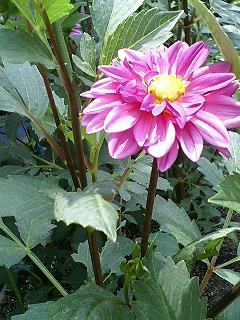 e0026017_1804710.jpg